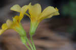 Tufted yellow woodsorrel